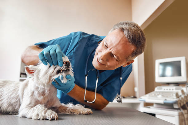 Best Emergency Tooth Extraction in Oswego, NY